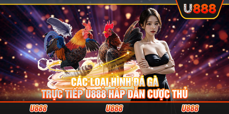 Các loại hình đá gà trực tiếp U888 hấp dẫn cược thủ