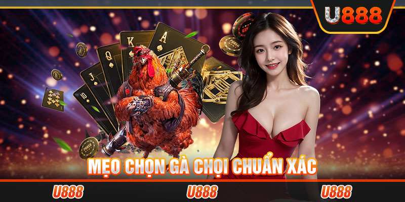 Mẹo chọn gà chọi chuẩn xác